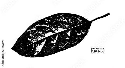 Grunge leaf. Tropical foliage. Tropic flora. Exotic leaf. Avocado plant. Houseplants. Avocado tree leaf.