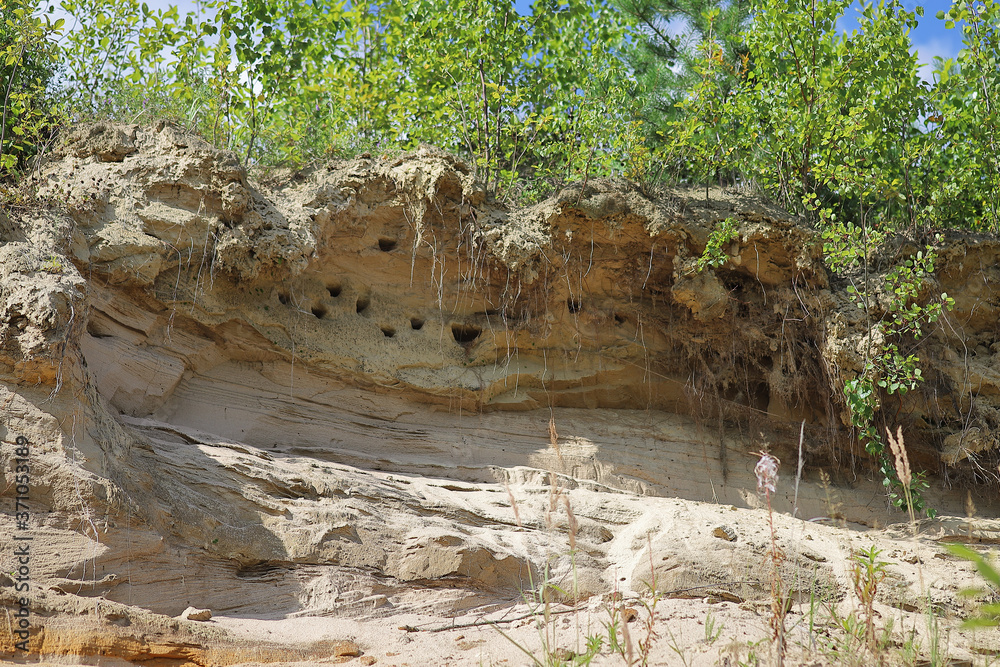 Obraz premium Birds' nests in a sheer sandy rock. Nature. Wild life.