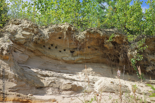 Birds' nests in a sheer sandy rock. Nature. Wild life.