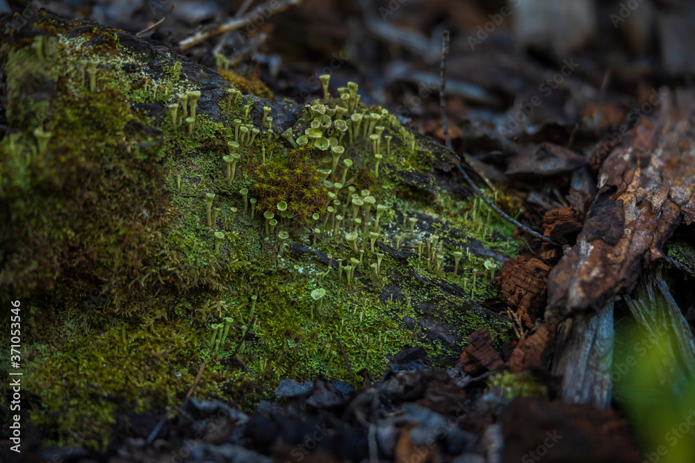 green moss on old log