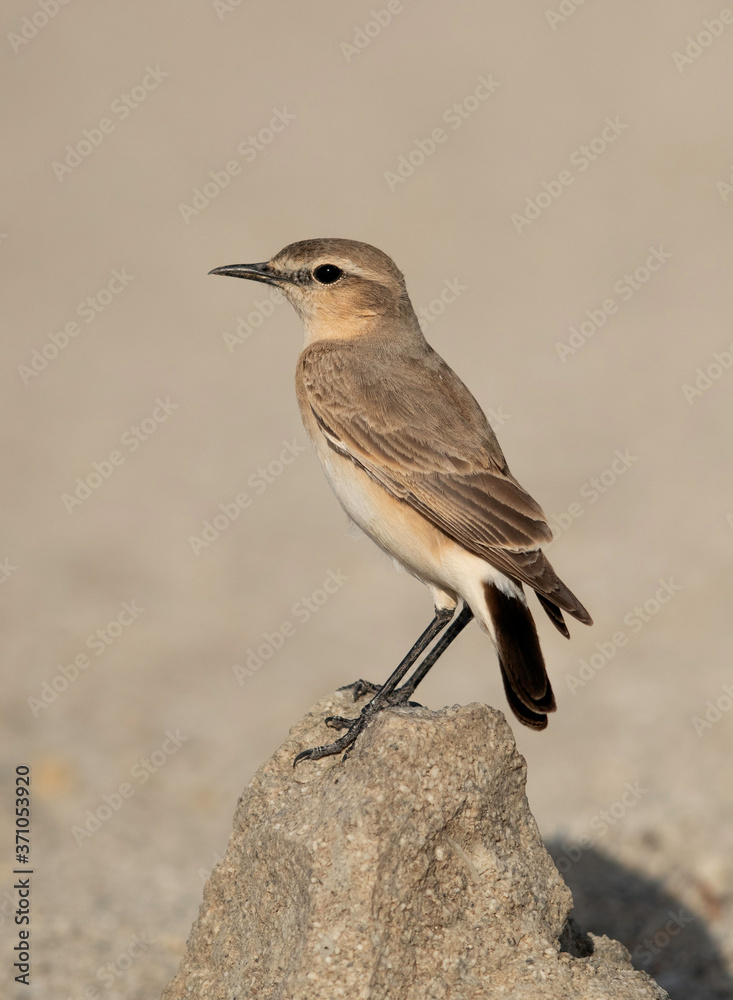 Fototapeta premium Isabelline Wheatear perched on a boulder, Bahrain