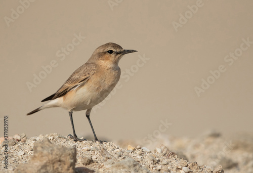 Isabelline Wheatear perched on a mound, Bahrain