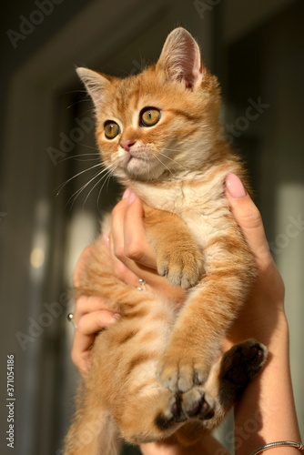Little cute Scottish domestic kitten in girls hand. Cat and child at home. Kitten. Cute red kitten. Animals or pets concept