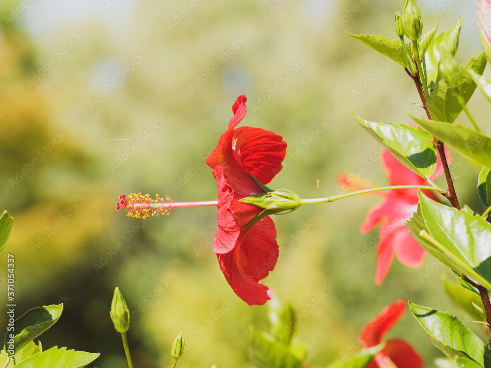 Fototapeta premium Hibiscus rosa-sinensis - Hibiscus oder Chinesische rose mit große rote Blüten mit vielen Staubblätter in den Blattachseln