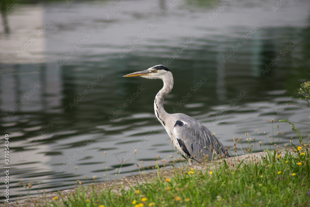 Naklejka premium Portrait of grey Heron standing in border water