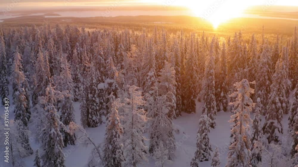 Aerial view from drone of snowy pines of endless coniferous forest trees in Lapland National park, bird’s eye scenery  view of natural landmark in Riisitunturi on winter season cover by fog at sunset
