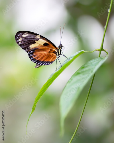 Beautiful Numata longwing (Heliconius numata) on a leaf in the amazon rainforest in South America. Presious Tropical butterfly . Blurry background.