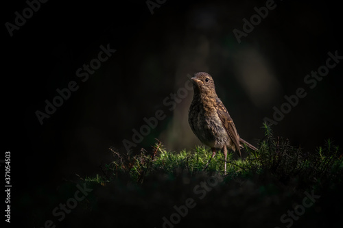 young juvenile Robin (Erithacus rubecula) in a dark forest of Noord Brabant in the Netherlands. Dark background with copy space.