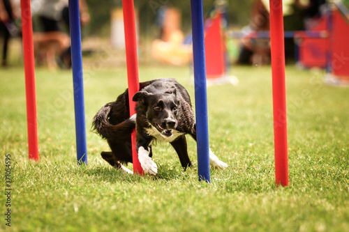 Agility slalom and border collie. Black and white Border collie is running  race on czech agility competition. agility competition in dog park Ratenice photo