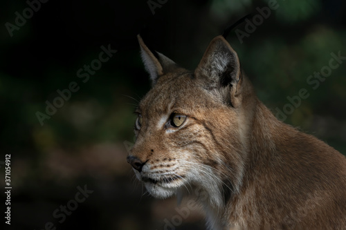 Portrait of a beautiful Eurasian Lynx (Lynx lynx) in the forest of Germany. Closeup of bobcat head.