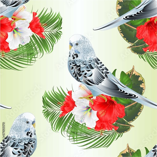 Seamless texture blue  parakeet Budgerigar, home pet , pet parakeet  or budgie  with tropical flowers  floral arrangement l white and red hibiscus and  palm,philodendron  ficus vintage vector 