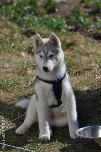 Junger Schlittenhund 