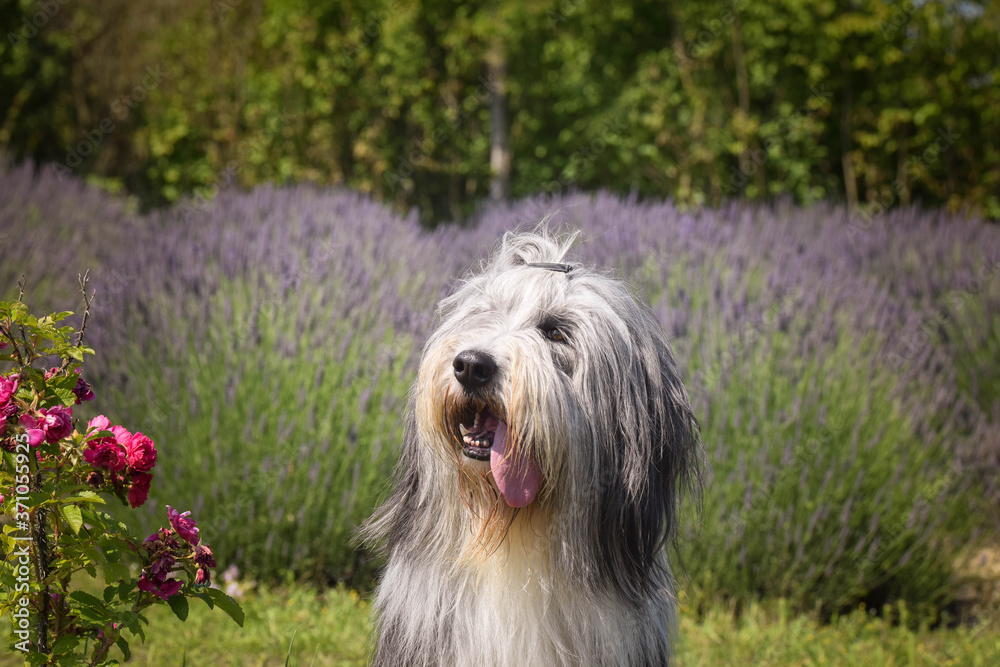 Bearded collie is sitting in levander. She is so cute dog