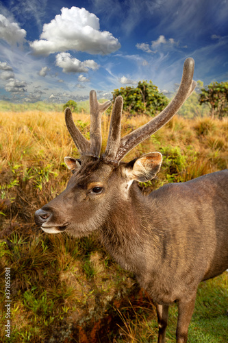 Close-up of a deer muzzle with shaggy horns.