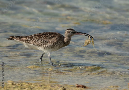 Whimbrel  with a crab