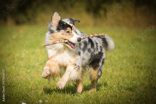 Portrait of Australian shepherd who is running in park with amazing background. Amazing autumn atmosphere in Prague.