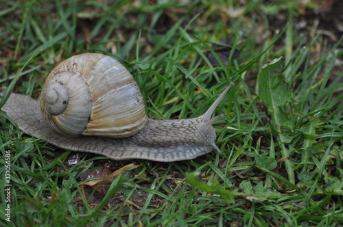 Weinbergschnecke