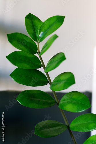 Zamioculcas Zamiifolia Zenzi' houseplant with bright green yellow leaves. Floral background. photo