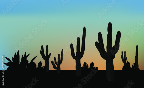 glade with cactus at sunset