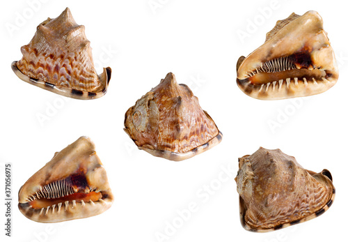 Set of Sea shell isolated on a white background. Beautiful seashell photo