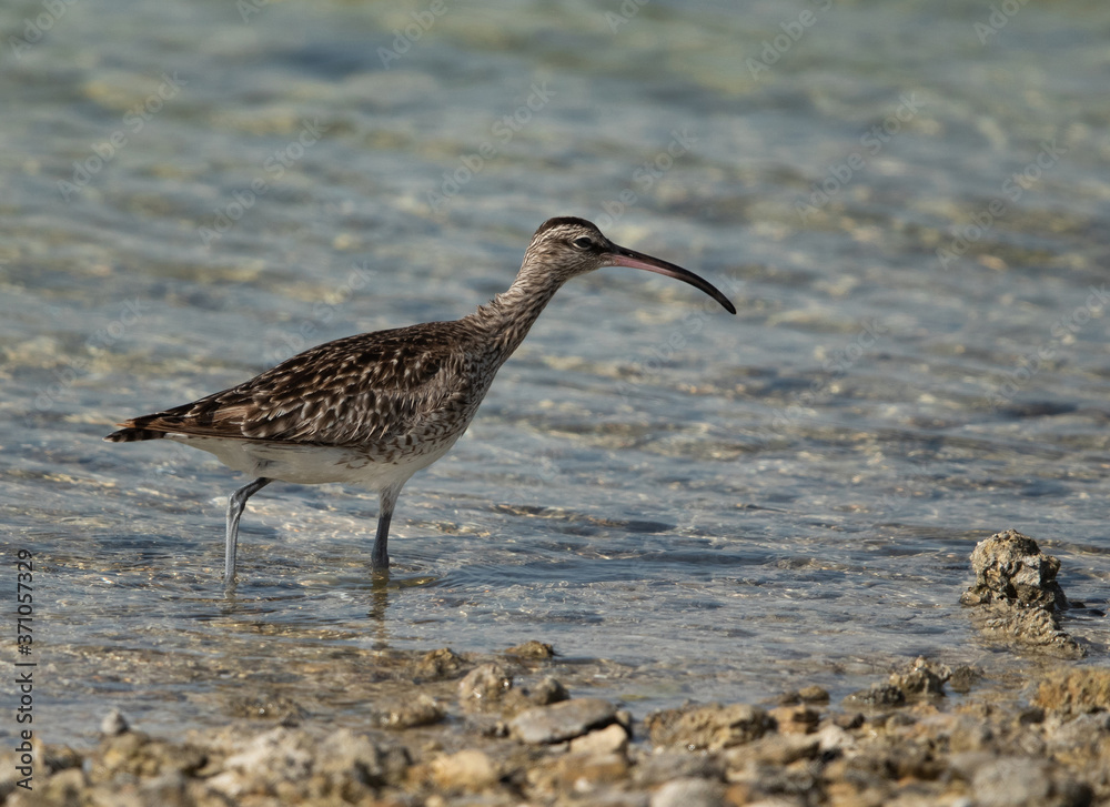 Whimbrel in search of crabs, Bahrain Whimbrel in search of crabs, Bahrain