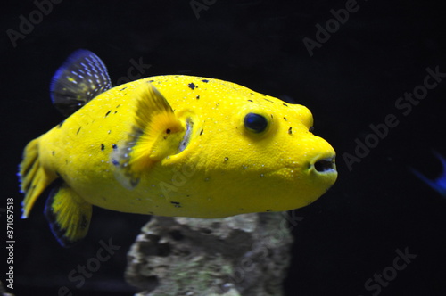 Kugelfisch