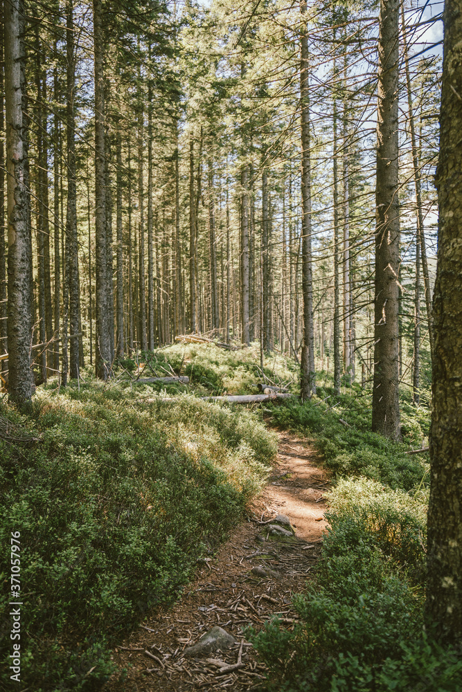 Obraz premium A tree in a forest
