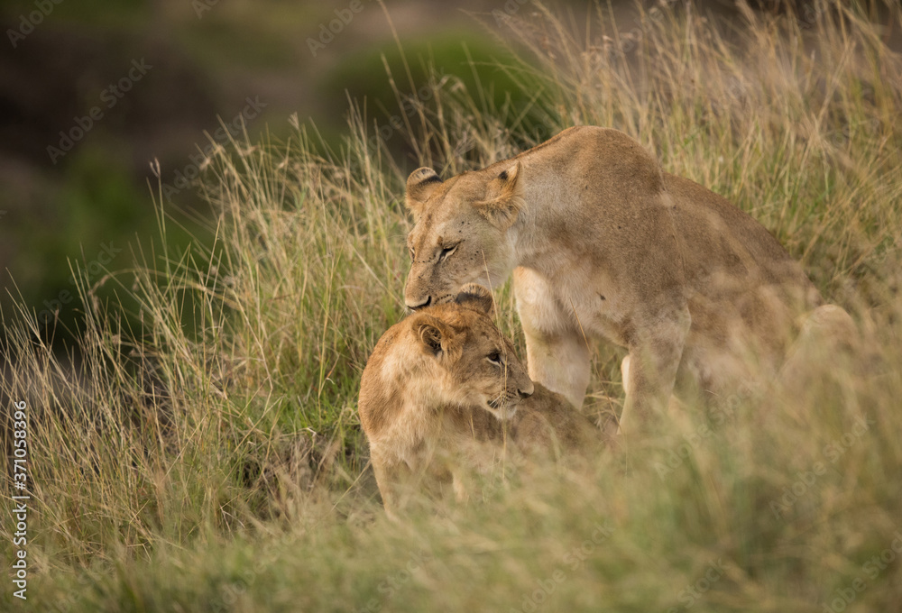 Obraz premium Lion and cub, Masai Mara, Kenya