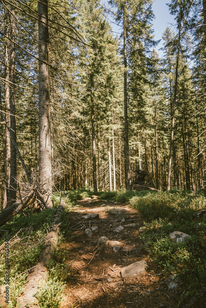 Fototapeta premium A tree in a forest