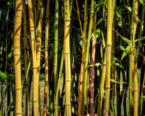 Yellow and green bamboo stems
