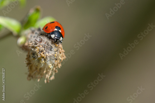 7 spot ladybird on seedhead
