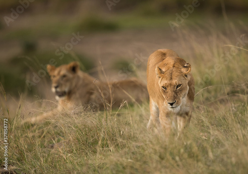 Lions in the grassland of Masai Mara, Kenya