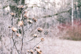 Close-up of a dried plant against a blurred background. Landscape with an autumn-winter mood.