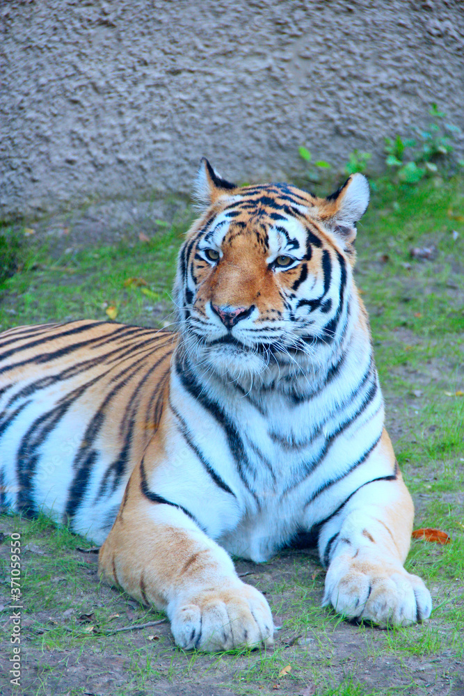 Fototapeta premium Beautiful tiger living in zoo. big predatory cat. Feline
