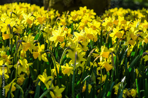 Fototapeta Naklejka Na Ścianę i Meble -  Narcissus is a genus of predominantly spring perennial plants of the Amaryllidaceae (amaryllis) family. Various common names including daffodil,daffadowndilly,narcissus, and jonquil.
