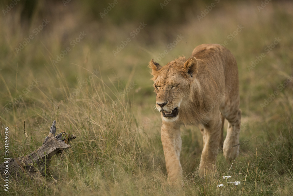 Fototapeta premium closeup of a Lion cub walking in savannah
