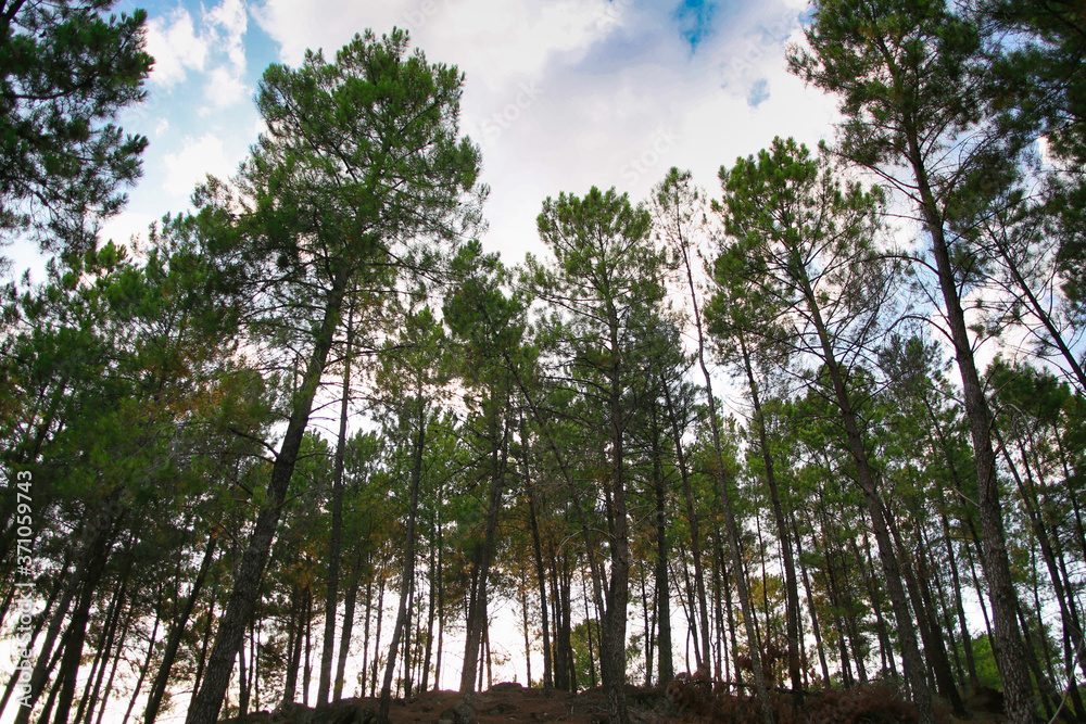 Bosque Bosque