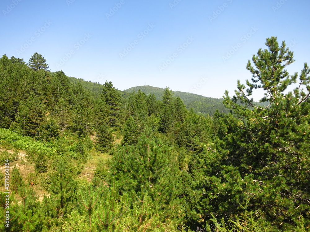 Hiking in forest in Dardhe, Albania