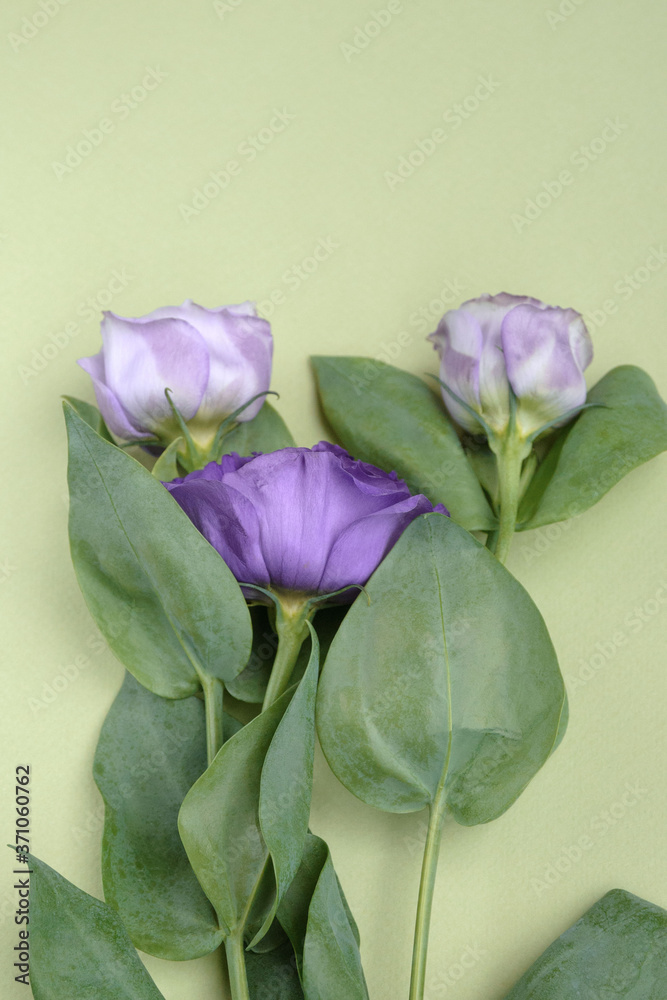 Purple roses on a green background. Unusual flowers Eustoma for a gift.
