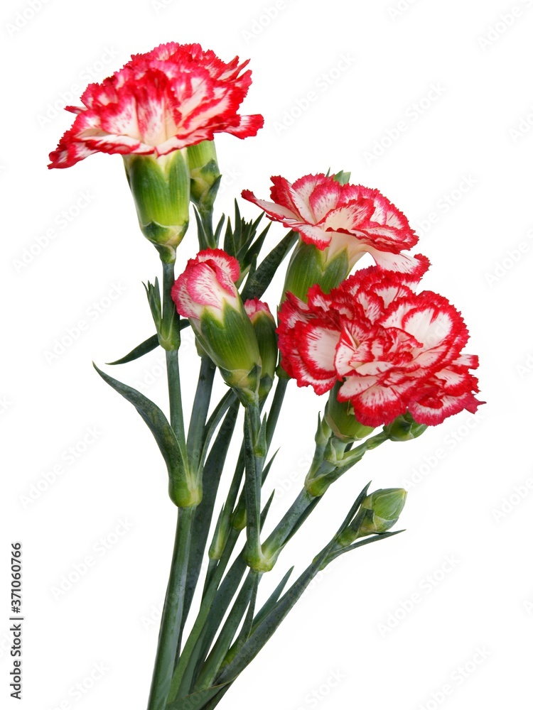 red and white pretty carnations close up red and white pretty carnations close up