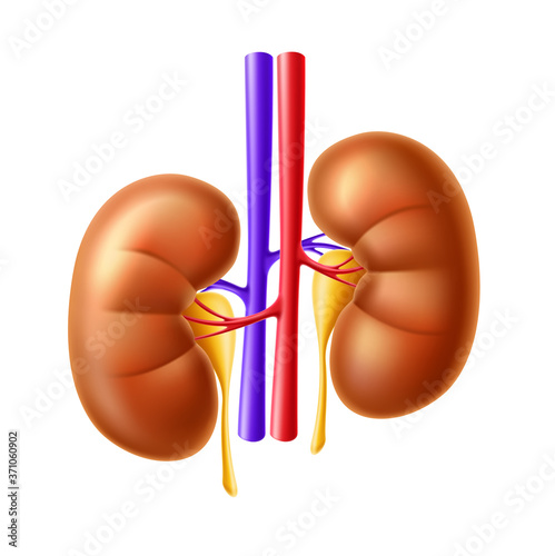 Vector human kidney anatomy structure 3d icon