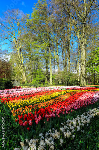Spring Park with blooming daffodils and tulips