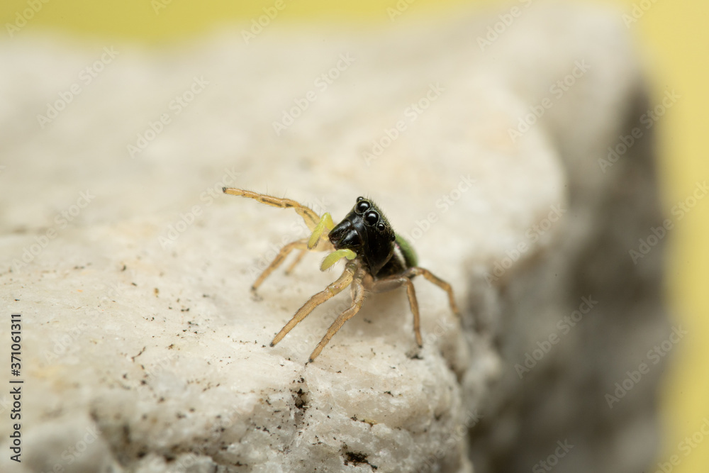 Kupfrige Sonnenspringspinne (Heliophanus cupreus), Springspinne