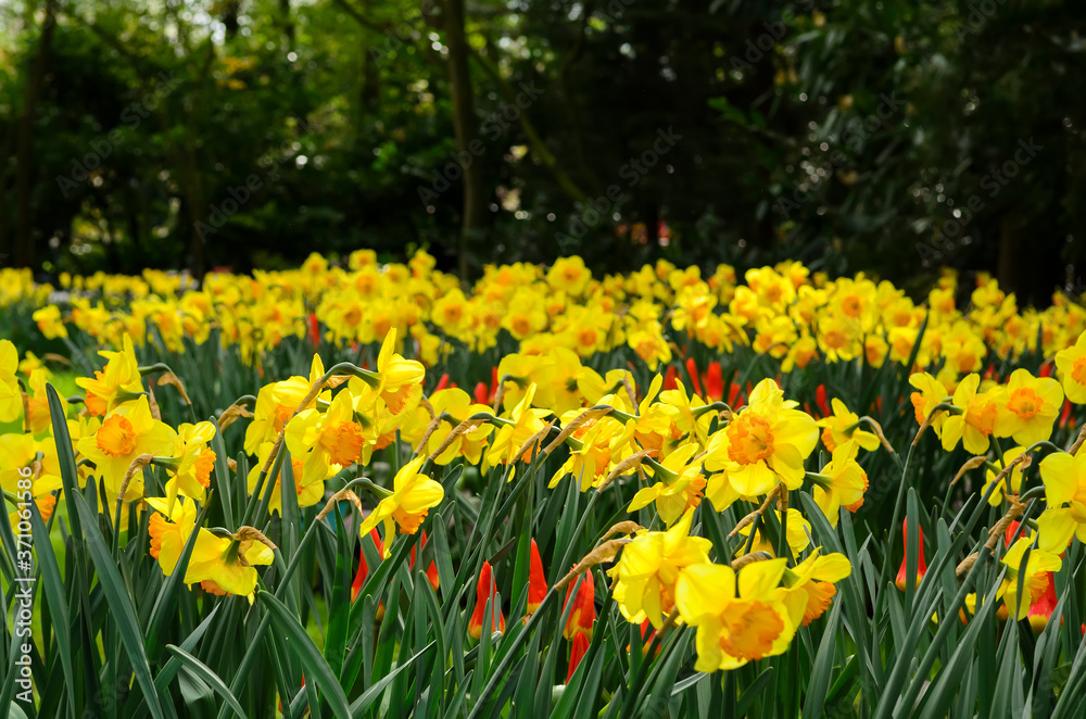 Obraz premium Flowering daffodils and red-yellow pointed tulips. Holland