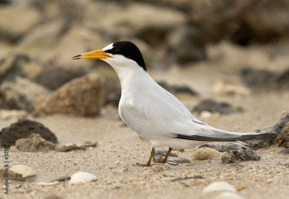 Saunders tern at Busaiteen coast, Bahrain Saunders tern at Busaiteen coast, Bahrain
