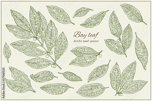Bay leaf. Botanical hand drawn illustration set. Herbs and Spices. Engraved style 