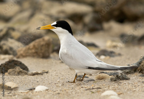 Saunders tern at Busaiteen coast, Bahrain