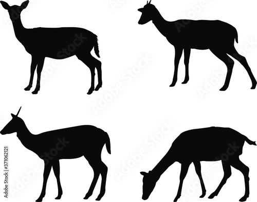 silhouettes of deer