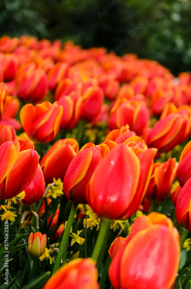 Very beautiful bright red tulips with a yellow edging along the edges of the petals. Netherlands Very beautiful bright red tulips with a yellow edging along the edges of the petals. Netherlands