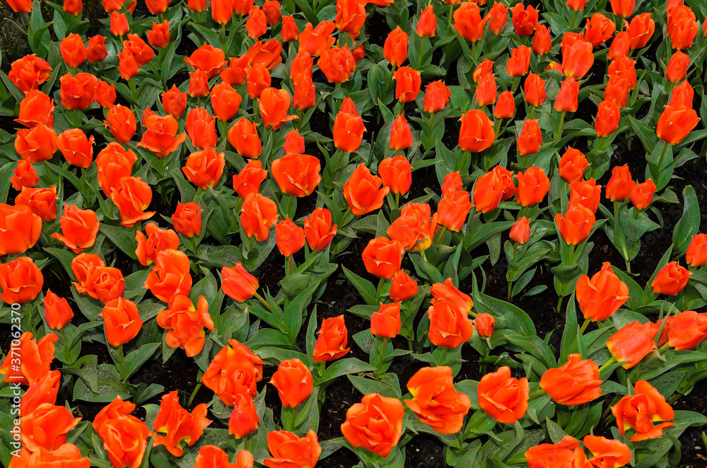 Fields of very beautiful bright red tulips with buds in the form of a rose. Netherlands